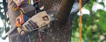 Best Tree Disease Treatment  in Ahoskie, NC