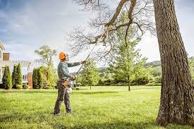 Best Tree Risk Assessment  in Ahoskie, NC