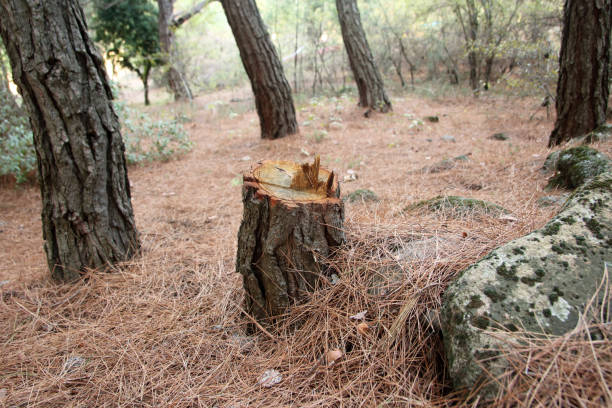 Ahoskie, NC Tree Services Company