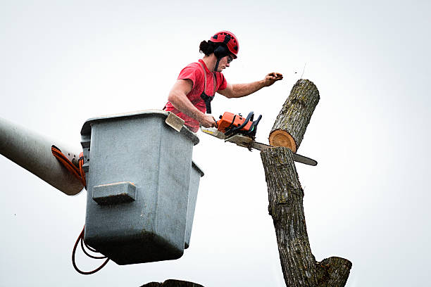 How Our Tree Care Process Works  in  Ahoskie, NC