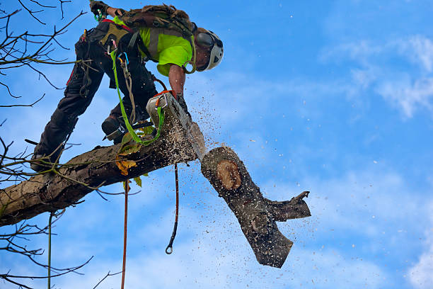 Best Tree Trimming and Pruning  in Ahoskie, NC